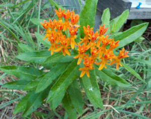 orange flower next to hive